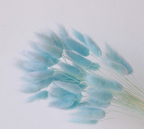 Сухоцветы, Лагурус, Нежно-Голубой, 60 шт.