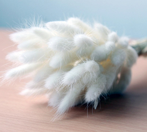 Сухоцветы, Лагурус, Белый, 60 шт.
