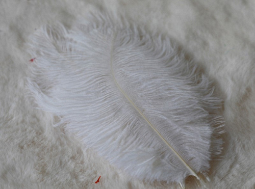 Перья, Белый, 15-20 см, 10 шт.