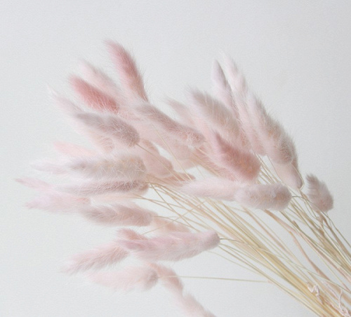 Сухоцветы, Лагурус, Кремовый, 60 шт.